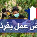 عرض عمل بفرنسا انتداب عمال لعملية جمع الغلال و تقليم الأشجار