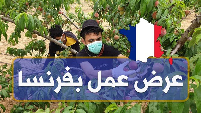 إنتداب عمال فلاحيين للعمل في فرنسا عن طريق الوكالة الوطنية للتشغيل بالخارج